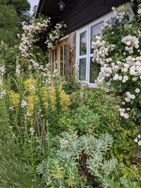 Black Shed Studios Garden